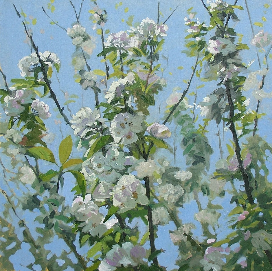 Apple Blossom, May 2016 Tree Sligo