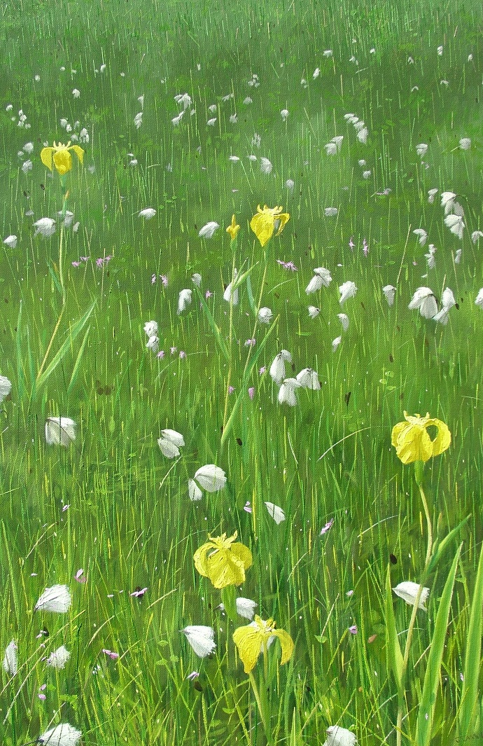 Irises and Bog Cotton 2008